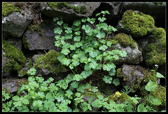 Geranium lucidum (2)