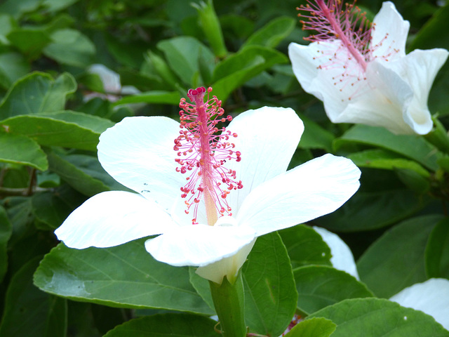 hibiscus