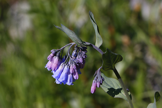 Languid Lady