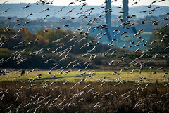 Birds put up by a raptor