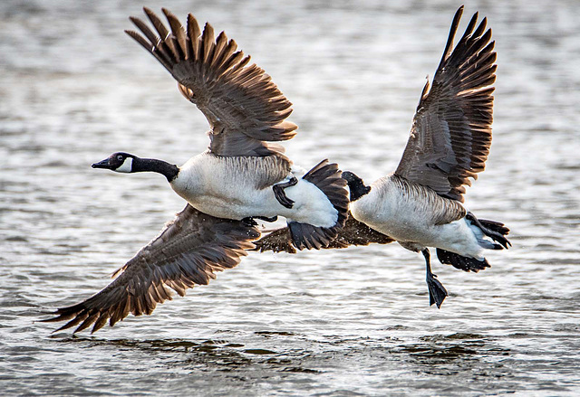 Canada geese