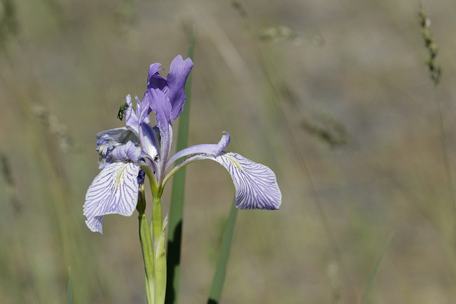 Missouri Iris