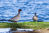 Wood ducks