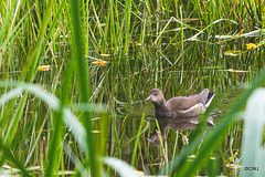 Moorhen parent