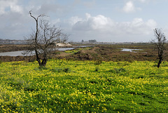 Oxalis pes-caprae, Castro Marim