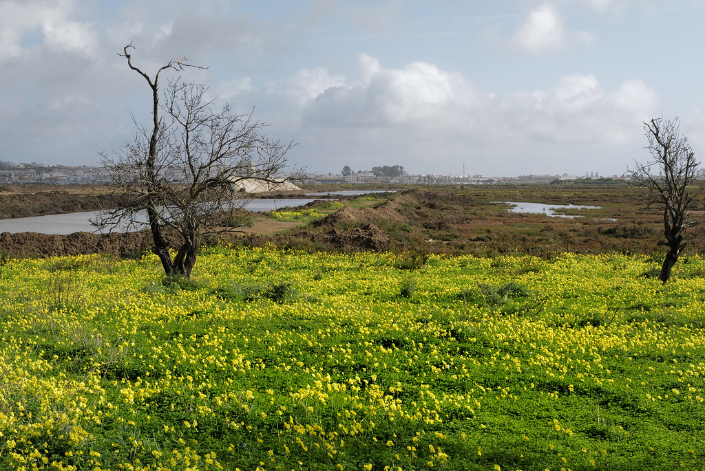 Oxalis pes-caprae, Castro Marim