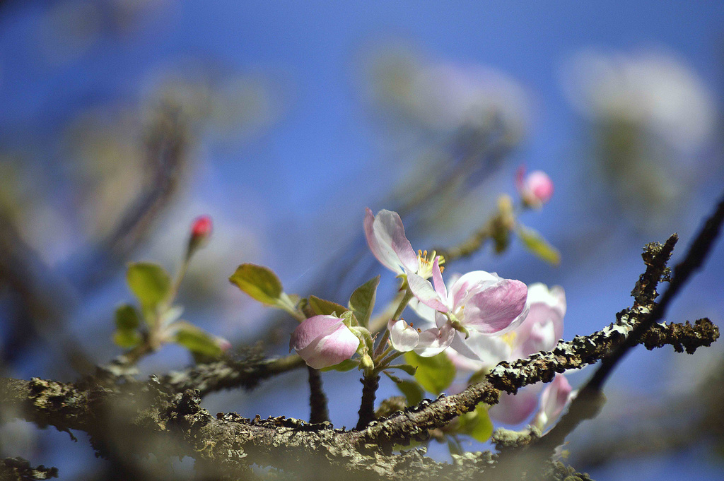 Spring greetings :)