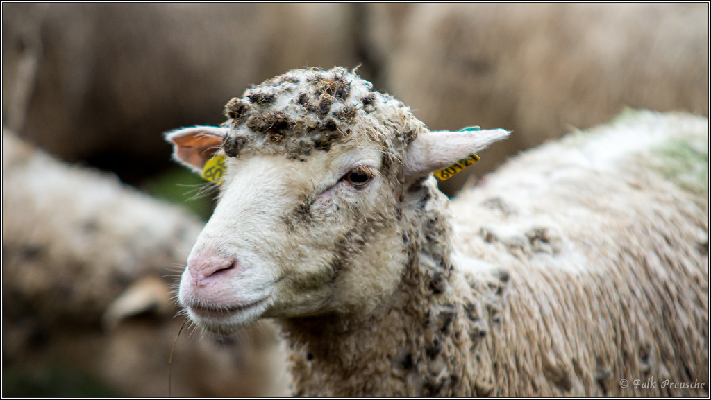 Schaf mit Strickmütze