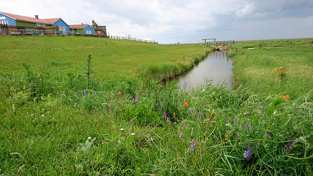 Hallig Hooge Hallig Hooge