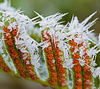 Ein Farn in der "Winterblüte" - A fern in "winter bloom"