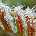 Ein Farn in der "Winterblüte" - A fern in "winter bloom"