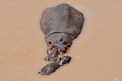 Hippos im Mara River