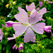Malva moschata rosea Malva moschata rosea