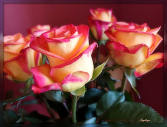 Bon mardi à tous ***********❤️