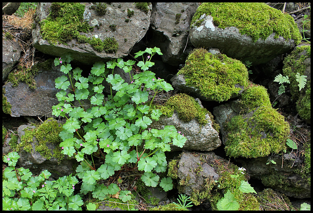 Geranium lucidum (3)