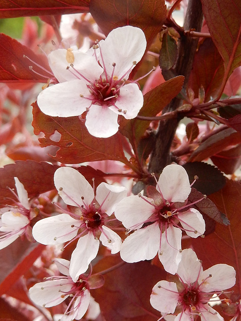 b05 Blüten der Blutpflaume (Prunus cerasifera "Nigra")