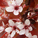b05 Blüten der Blutpflaume (Prunus cerasifera "Nigra")