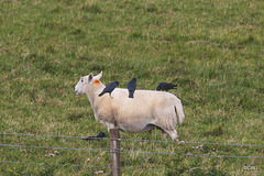 Sheep  seem to prefer crows clearing them of ticks