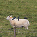 Sheep  seem to prefer crows clearing them of ticks