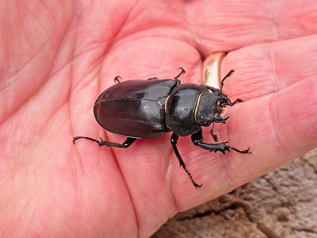 Female Stag Beetle (+2 PiPs)