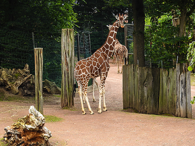 20210729 2130CPw [D~OS] Netzgiraffe, Zoo Osnabrück