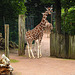 20210729 2130CPw [D~OS] Netzgiraffe, Zoo Osnabrück