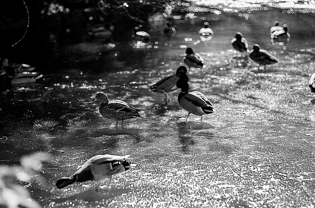 Ducks on fhe fr0zen pond