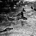 Ducks on fhe fr0zen pond