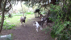 gct[1]goats - all four under trees