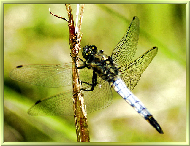 Großer Blaupfeil (Orthetrum cancellatum). ©UdoSm