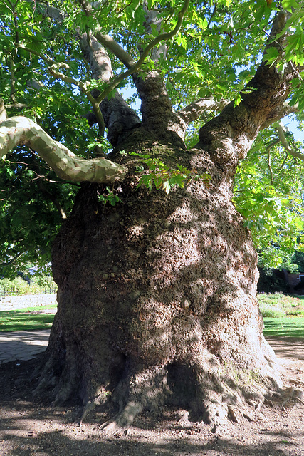 IMG 1969-001-Plane Tree Trunk