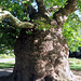 IMG 1969-001-Plane Tree Trunk