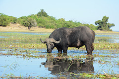 Botswana, Buffalo in the Wetlands of Chobe National Park