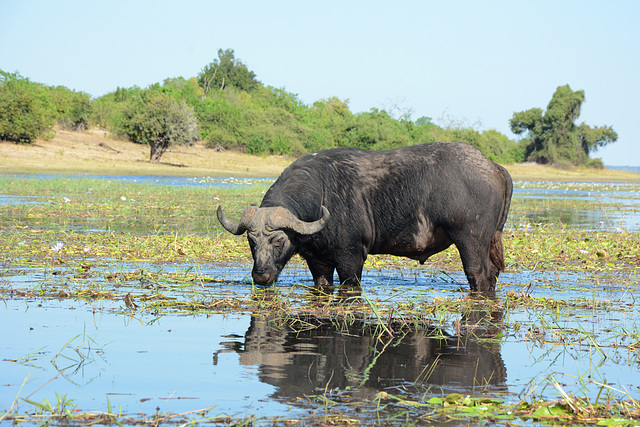 Botswana, Buffalo in the Wetlands of Chobe National Park Botswana, Buffalo in the Wetlands of Chobe National Park