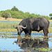 Botswana, Buffalo in the Wetlands of Chobe National Park