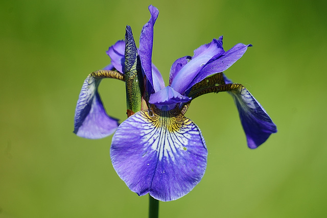 Iris aus unserem Garten