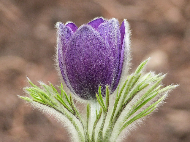 European Pasque Flower / Pulsatilla vulgaris