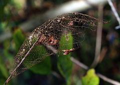 Quand la nature fait dans la dentelle