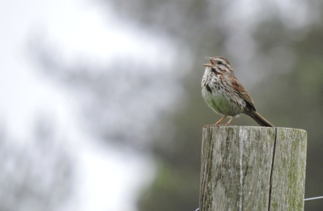 Song Sparrow