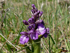 orchis bouffon