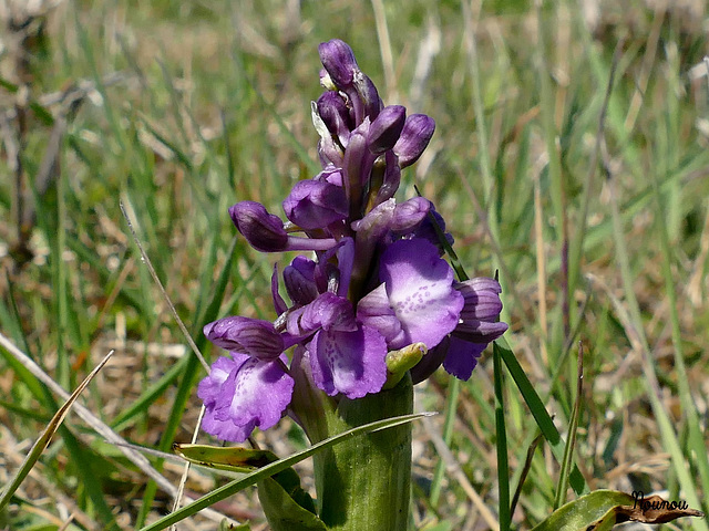 orchis bouffon