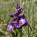 orchis bouffon