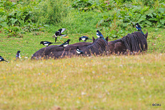 Ponies seem to prefer a flock of Magpies to keep them tick-free