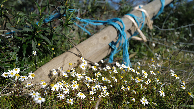 Penedos, HFF, Fallen fence on Chamaemelum fuscatum