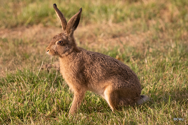 A Leveret - a young Hare - seems to have adopted our garden as home