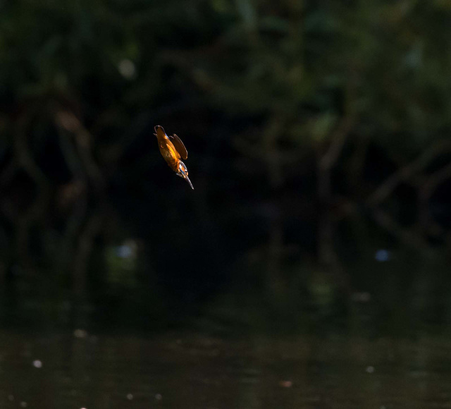 Kingfisher dive