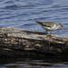 Spotted Sandpiper