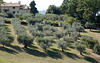 Olive trees