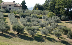 Olive trees