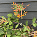 honeysuckle